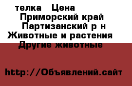 телка › Цена ­ 35 000 - Приморский край, Партизанский р-н Животные и растения » Другие животные   